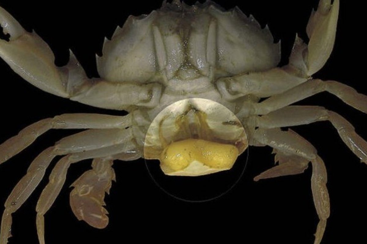 Cientistas descobrem parasita capaz de controlar corpo de caranguejos e transforma machos em fêmeas