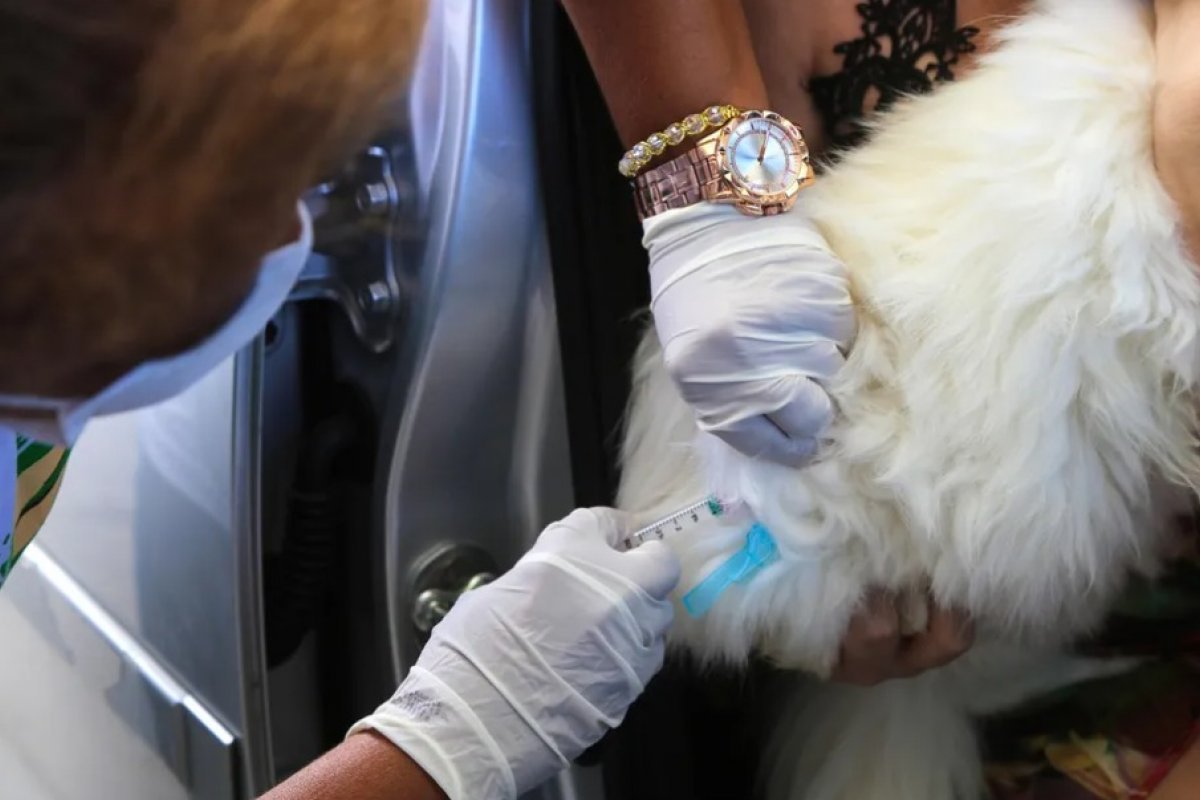 Salvador promove Dia D da vacinação antirrábica para cães e gatos