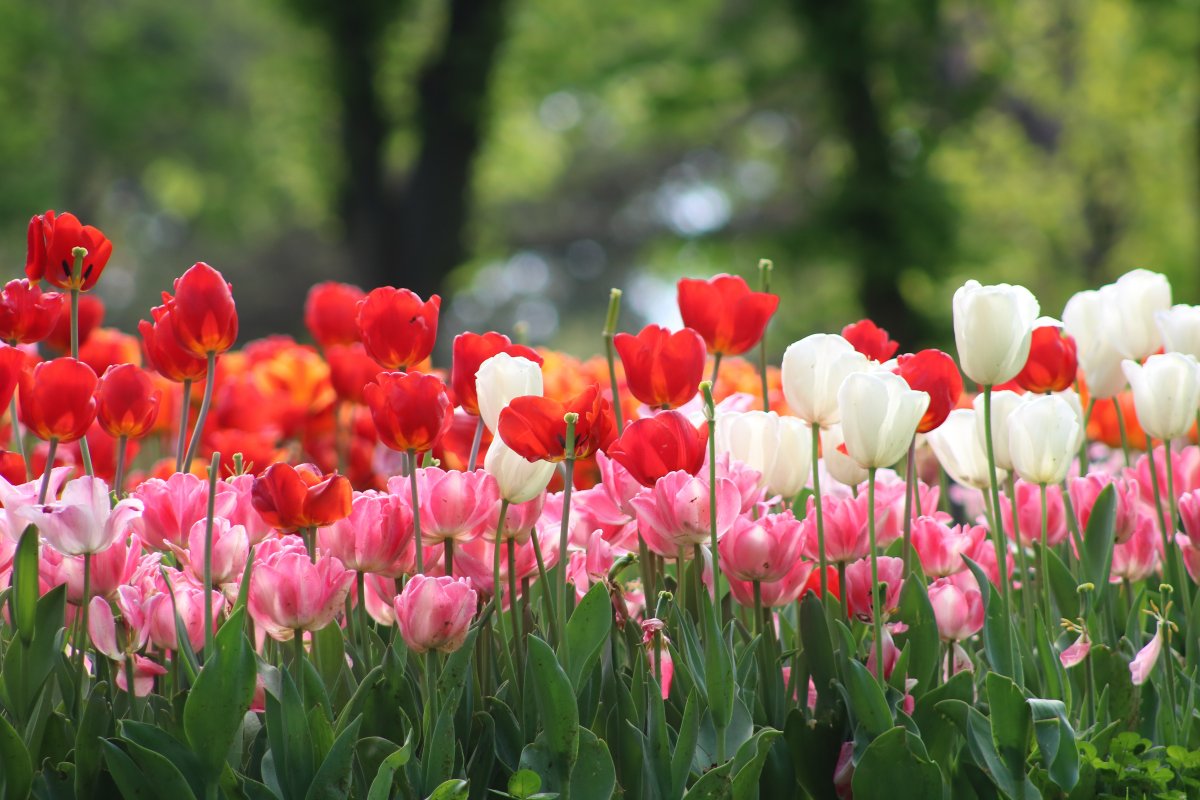 Primavera Meteorológica: por que a estação já começou antes da data oficial?