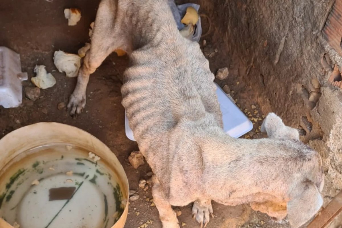 Polícia de Goiás prende suspeitos de maus-tratos a cadela em estado crítico