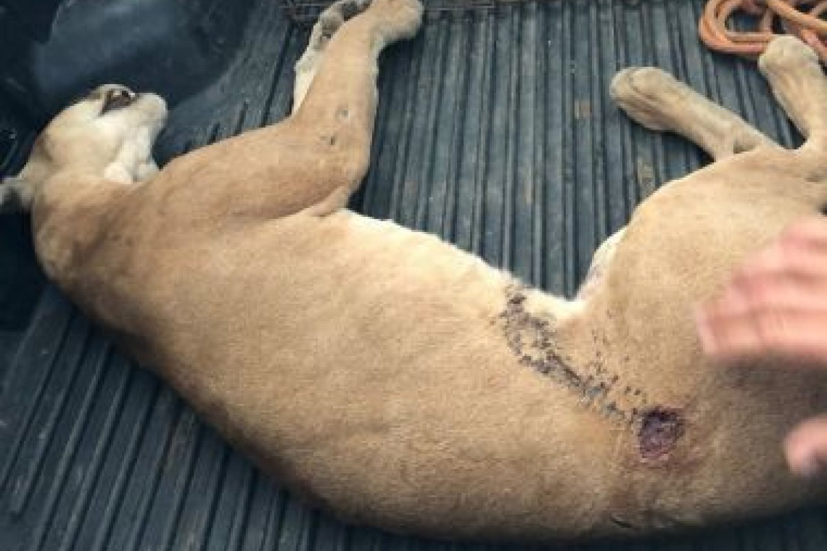 Filhote de onça parda morre após ser baleada em Jacobina
