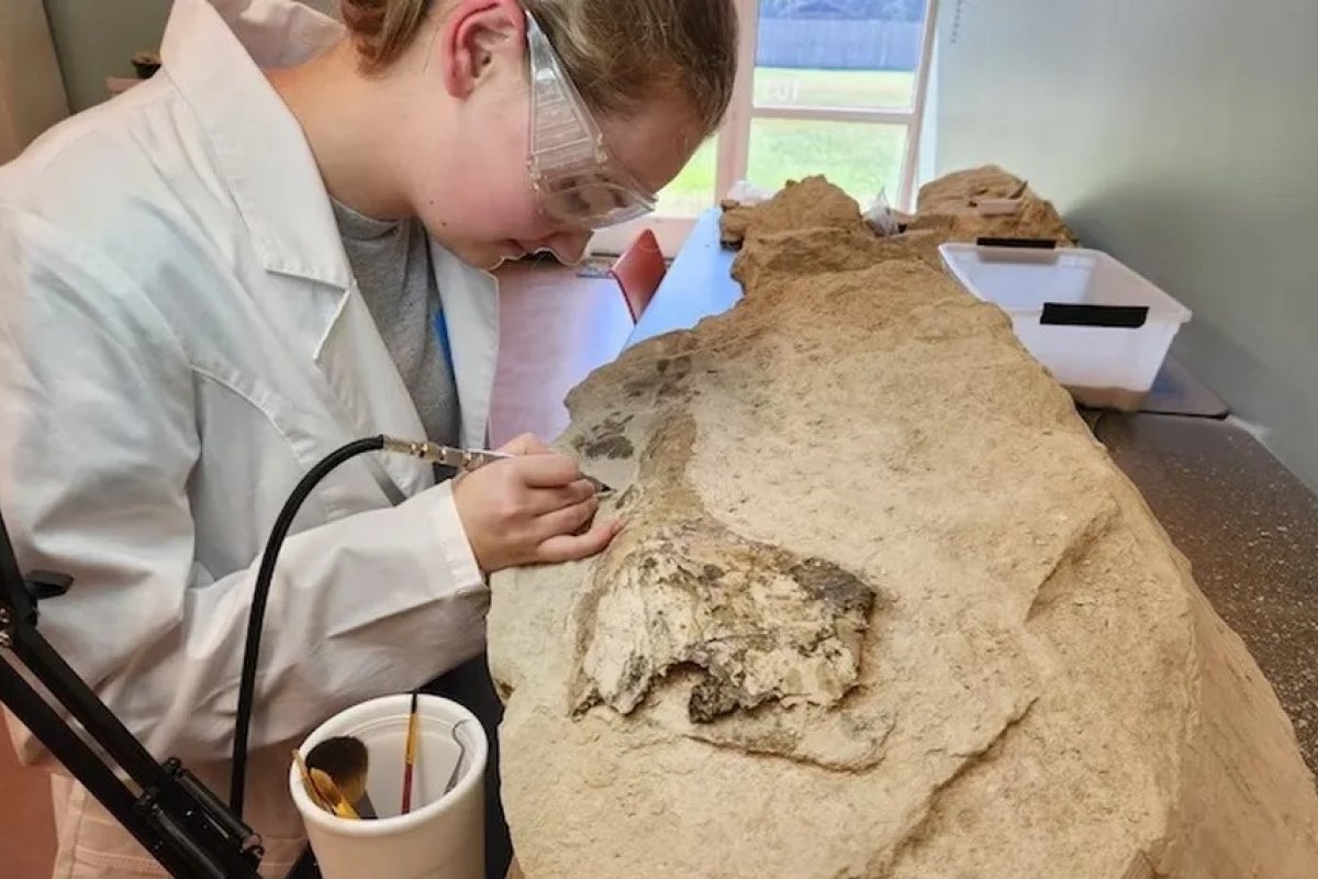 Jovem de 16 anos encontra crânio de baleia de 34 milhões de anos