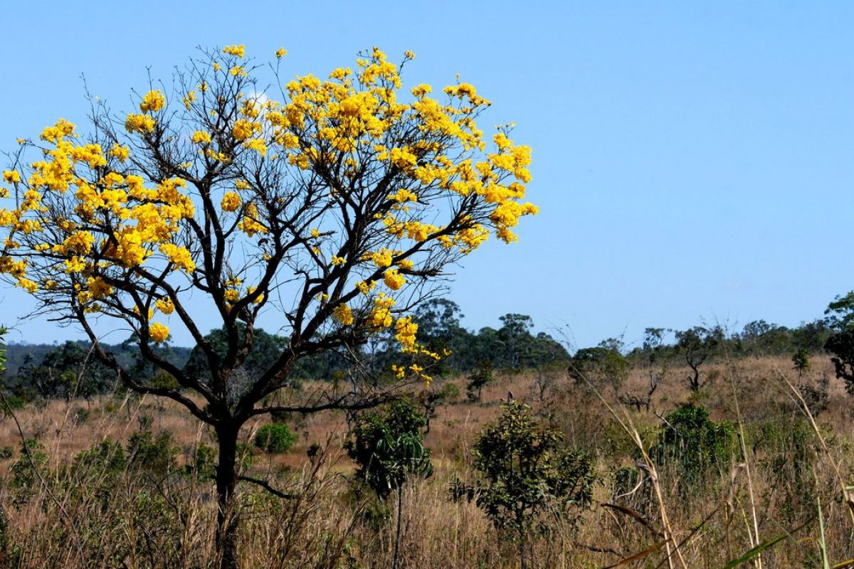 Desmatamento do Cerrado segue em alta em julho
