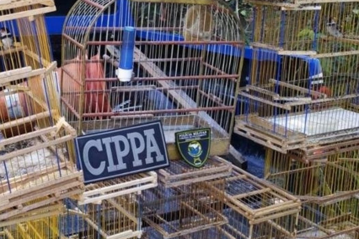 Pássaros em cativeiro são resgatados na Bahia e devolvidos à natureza