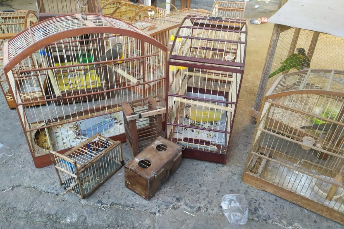 Rinha de galo: mais de 40 homens são detidos após serem flagrados na Bahia