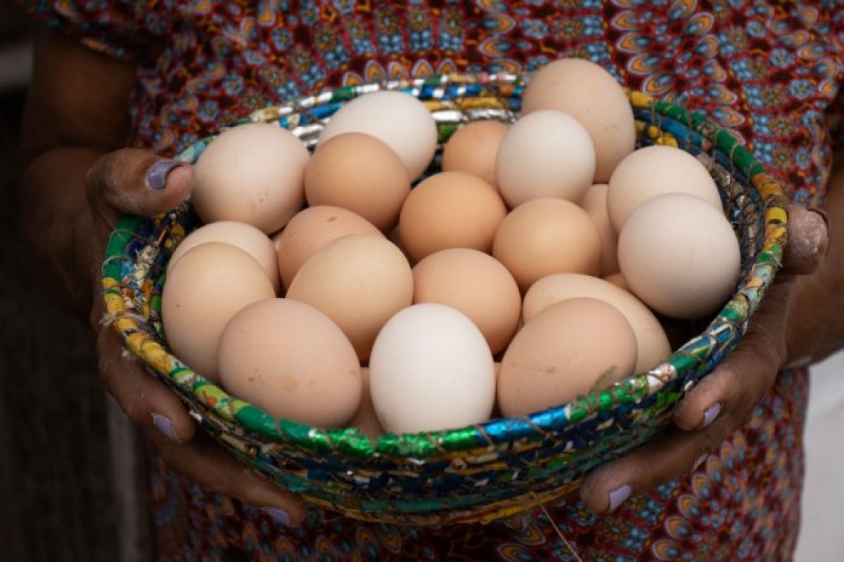 Estudantes baianos criam chocadeira automática para produção de frango