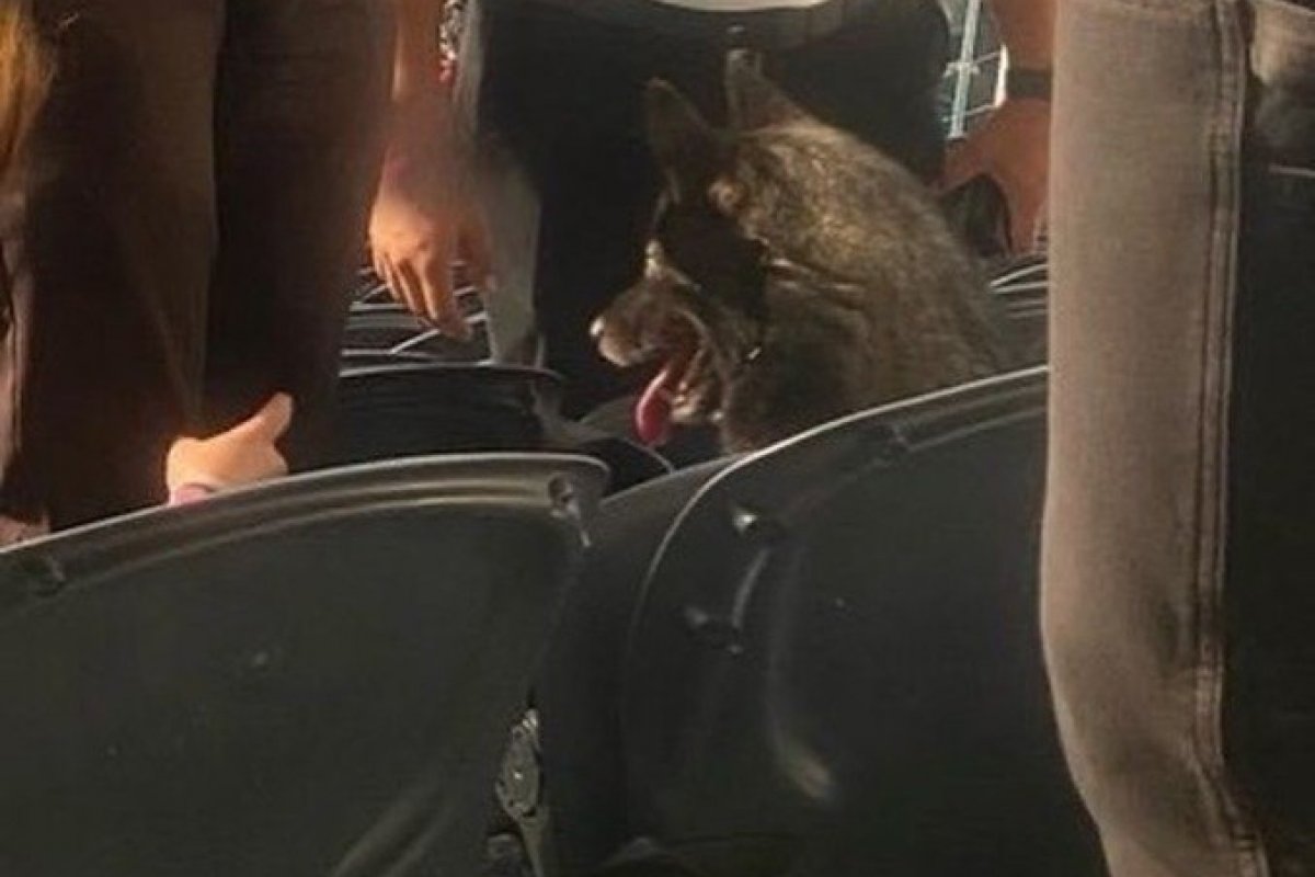 Cadela foge de casa e é encontrada contemplando show de rock nos EUA