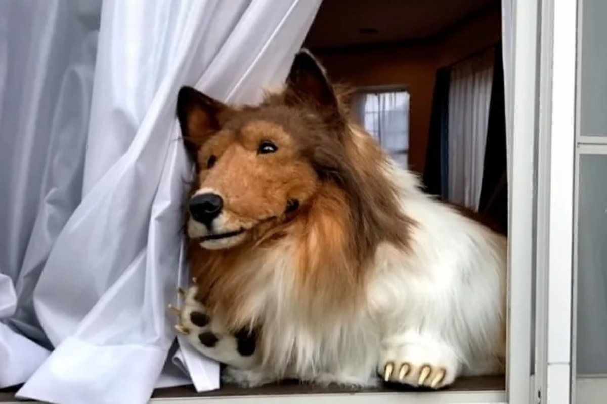 Japonês que gastou mais de R$ 70 mil para 'virar' cachorro quer encontrar uma parceira