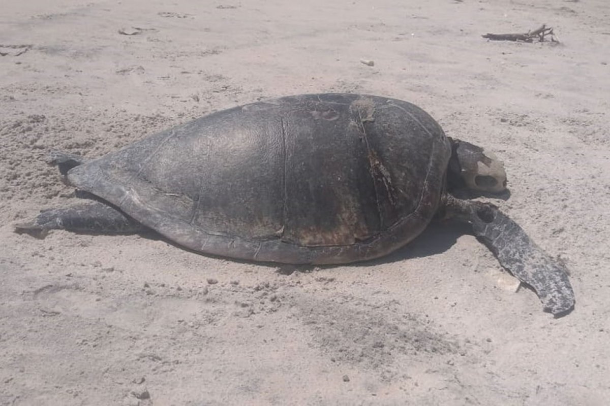 Aves e tartaruga marinha são encontradas mortas em praias de Ilhéus, na Bahia