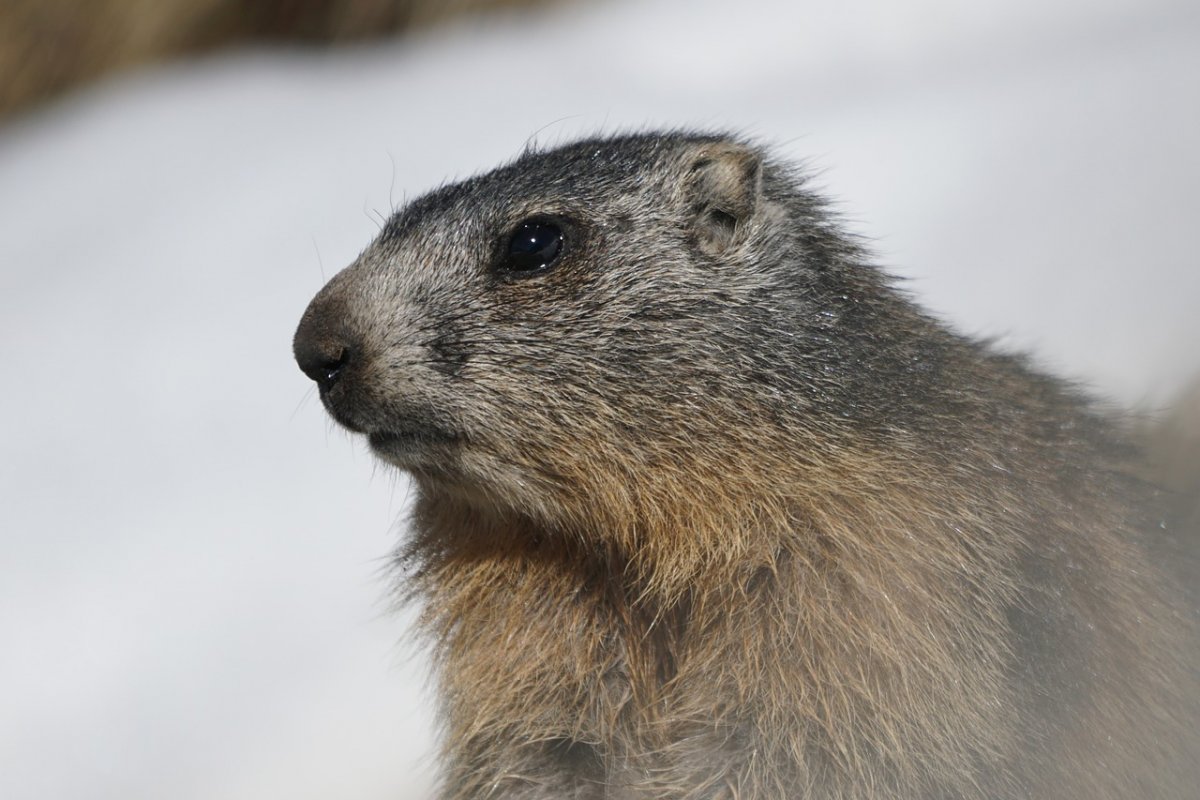 Marmota gritando nomes: brasileiros ganham dinheiro com meme viral