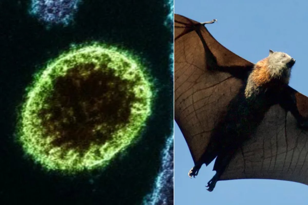 Nipah: vírus já matou duas pessoas e deixou três internadas no sul da Índia