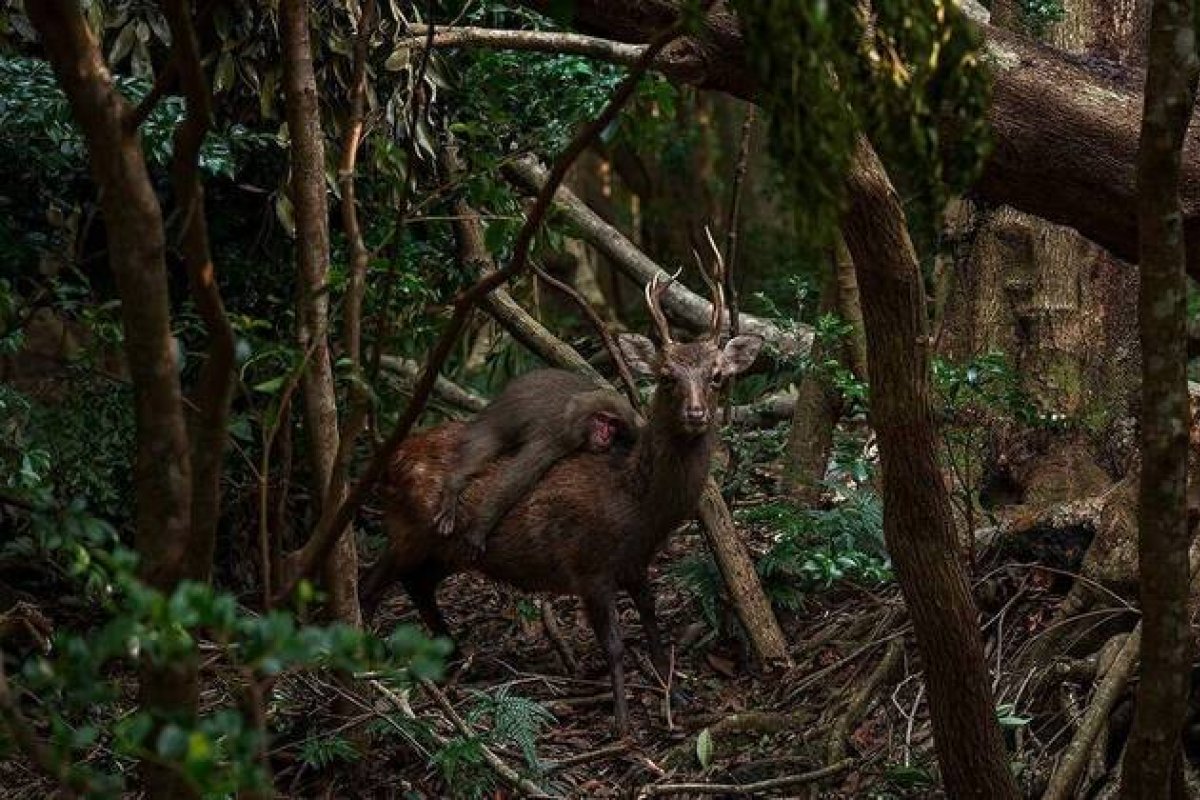 Flagra campeão: macaco é fotografado montado em cervo e registro vence prêmio