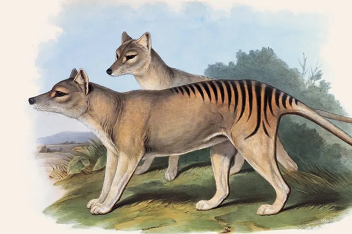 Geneticistas recuperam RNA de tigre da Tasmânia extinto há 130 anos