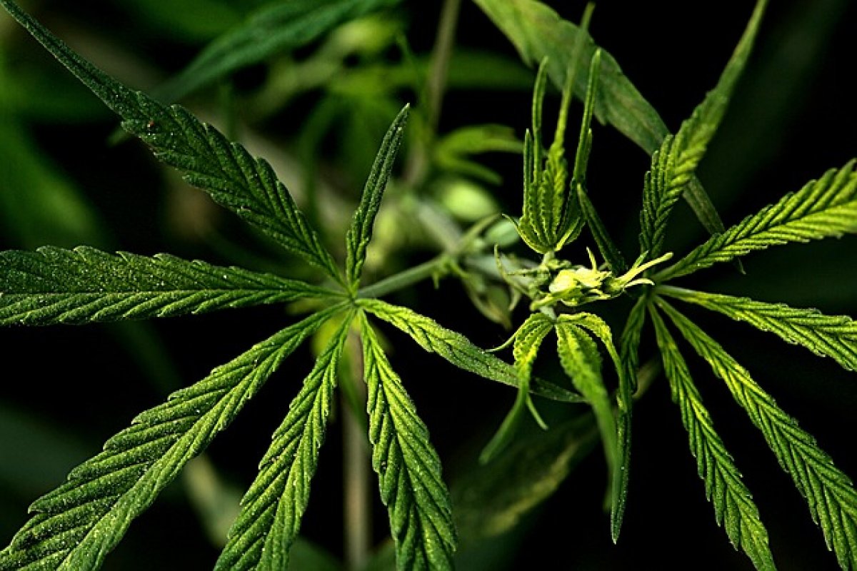 Após lançar maconha mais potente, demanda dobra e falta produto nas farmácias no Uruguai 