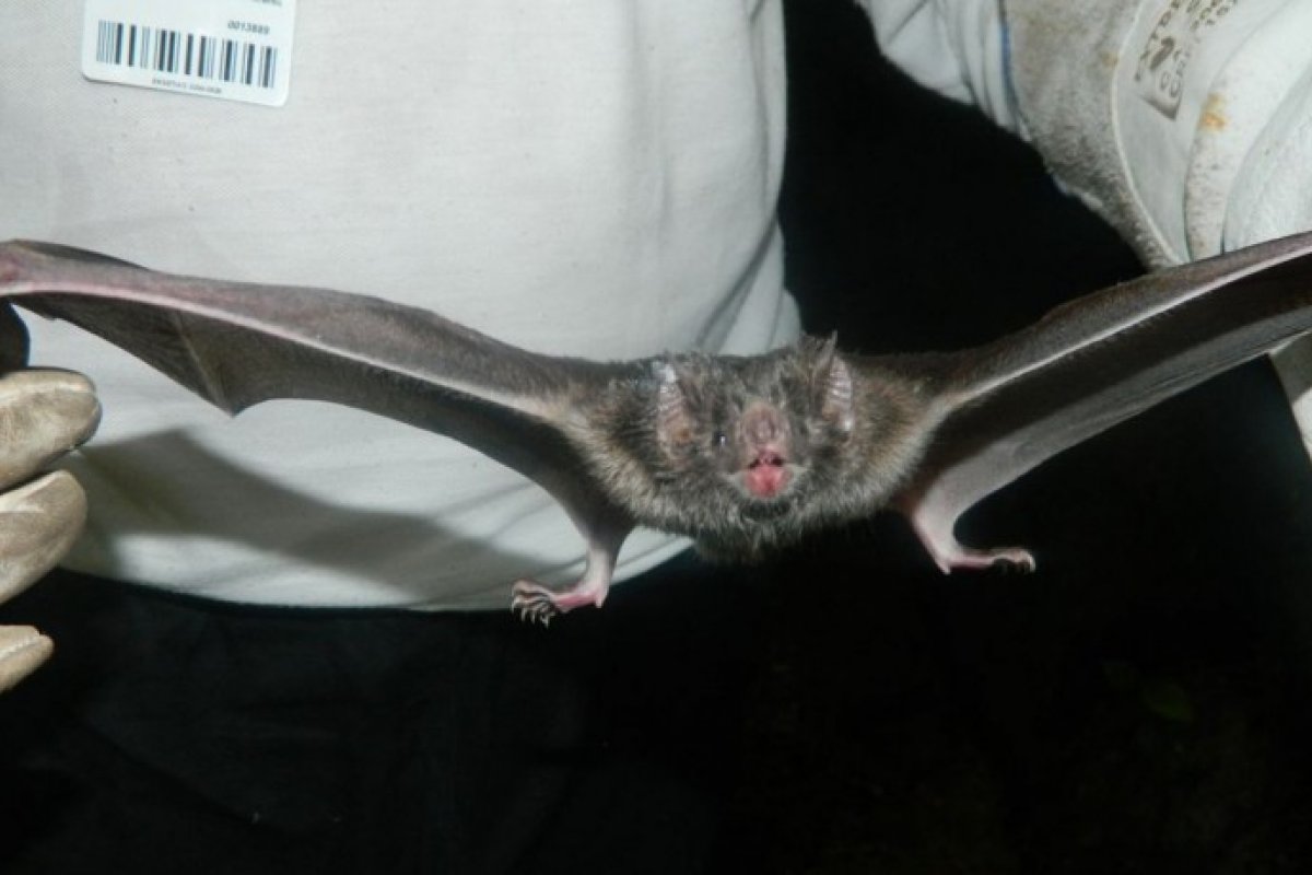 Novos casos de raiva são confirmados em Feira de Santana