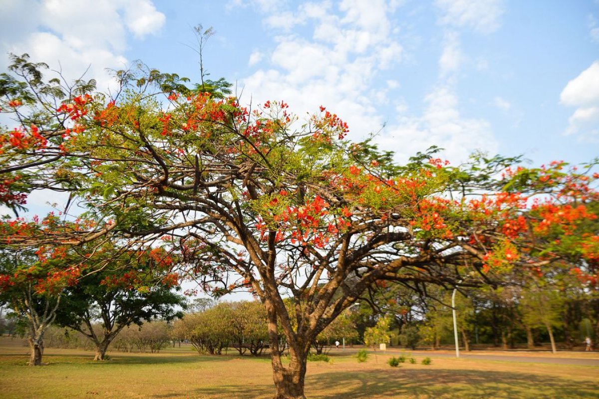 Primavera chega ao Brasil na madrugada deste sábado (23)
