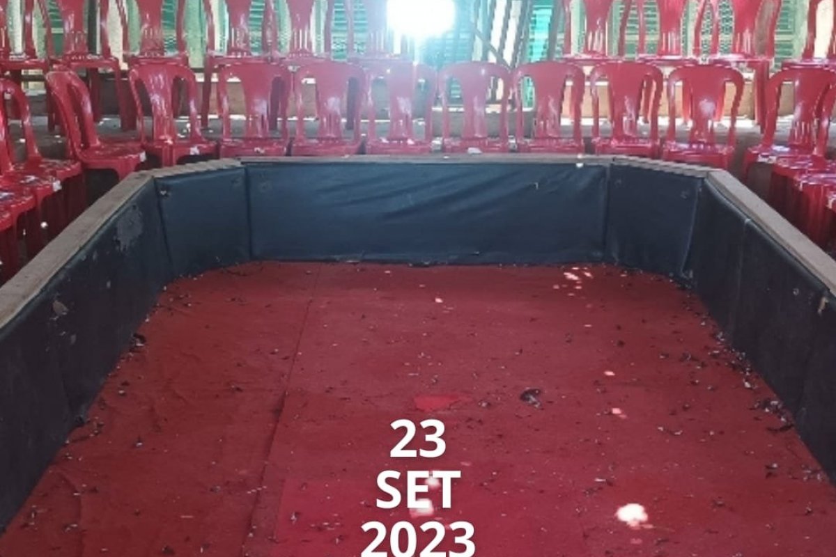 Rinha de galo com 100 animais é desmontada pela PM, no meio oeste baiano