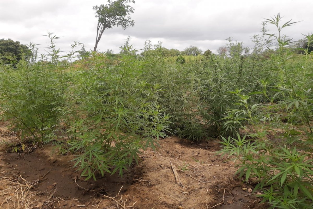 Em dois dias, são apreendidos 43 mil pés de maconha no norte da Bahia