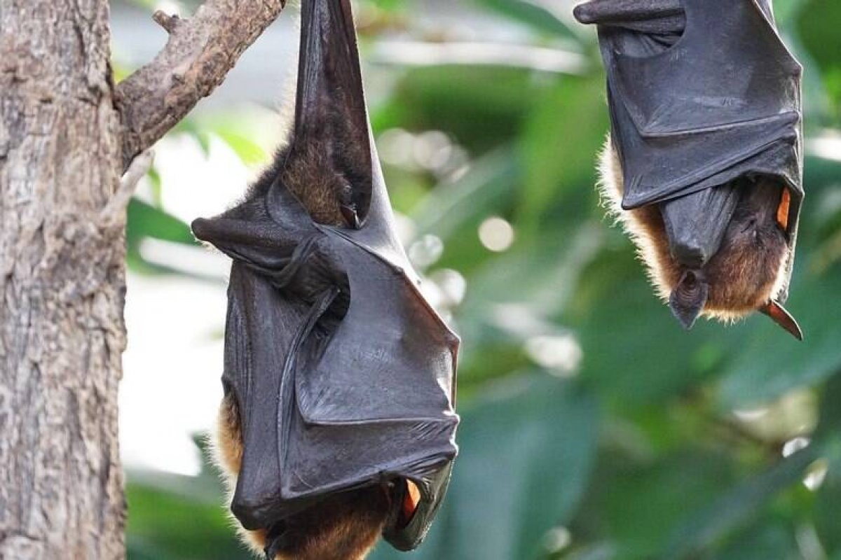 Feira de Santana registra quinto caso de raiva em morcegos só em setembro