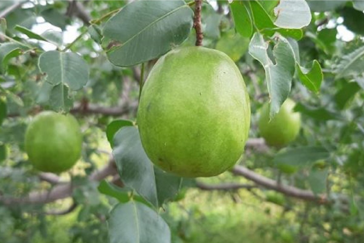 Bahia mantém liderança na produção de piaçava e umbu em 2022, aponta IBGE