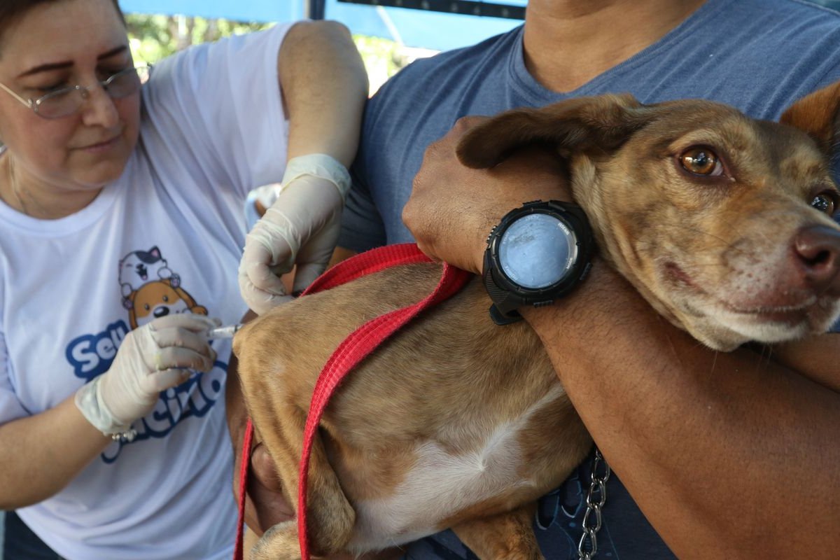 Doença da raiva afeta principalmente cães é grave e não foi erradicada, diz especialista
