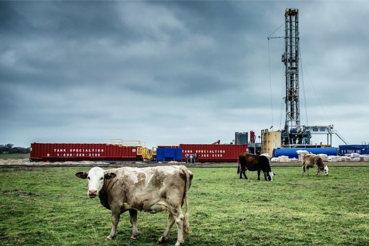 FAO lança relatório sobre emissões de metano em sistemas de pecuária e arroz
