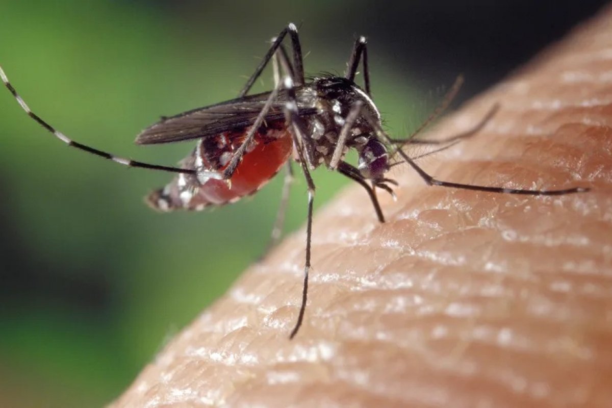 Fiocruz: testes revelam alto índice de coinfecção de dengue e chikungunya