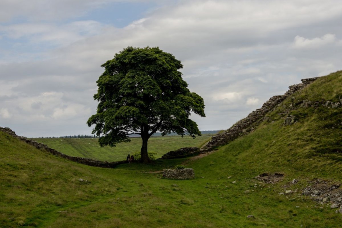 Adolescente de 16 anos é preso após derrubar árvore bicentenária na Inglaterra