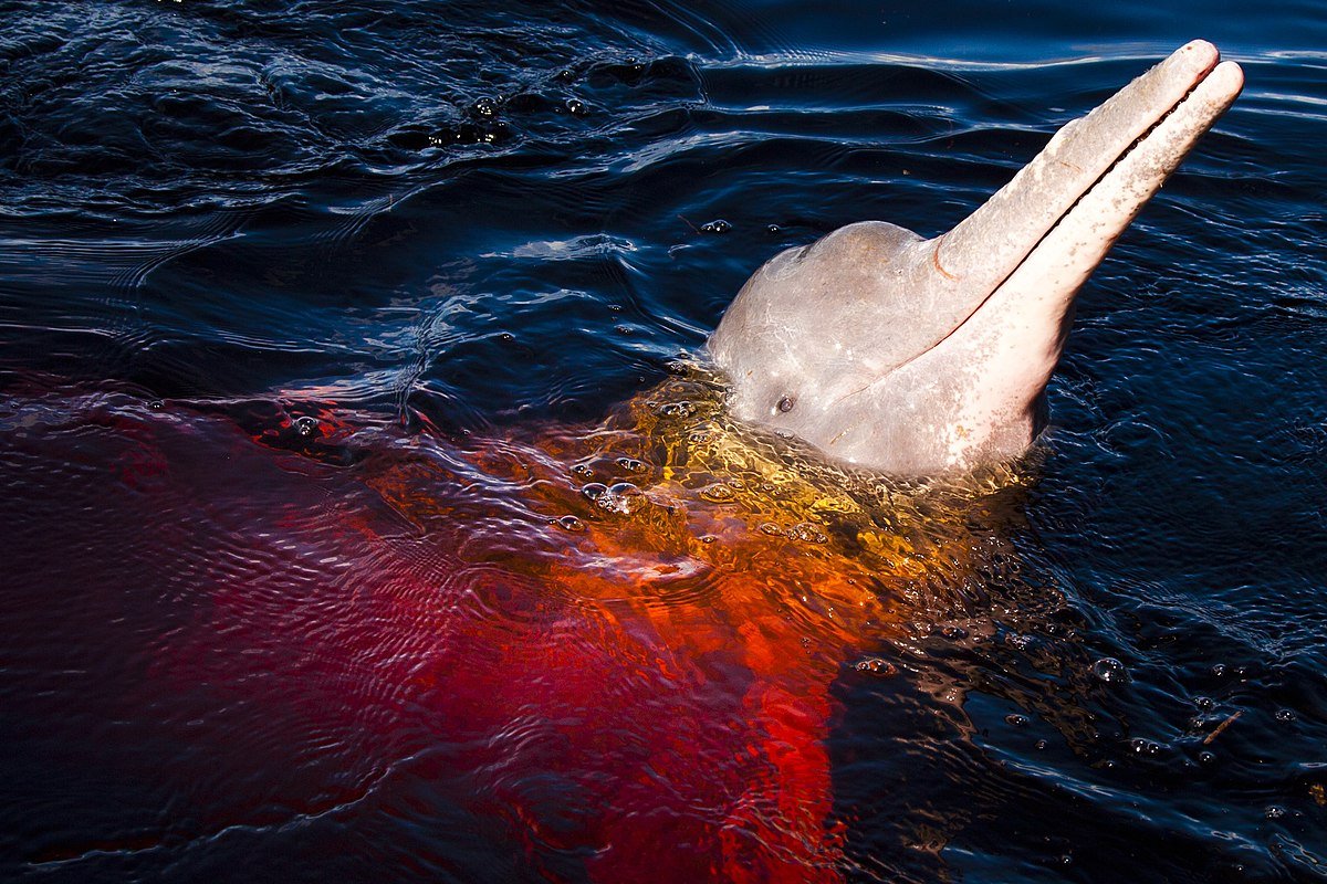 Ao menos 110 botos são encontrados mortos no Amazonas