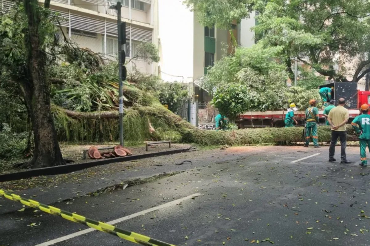 Árvore de grande porte cai em Salvador e atrapalha passagem de veículos e pedestres