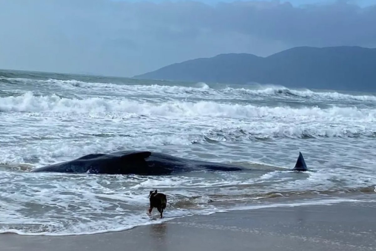 Baleia de 11 metros encalha em praia de Florianópolis e equipes se mobilizam para devolvê-la ao mar