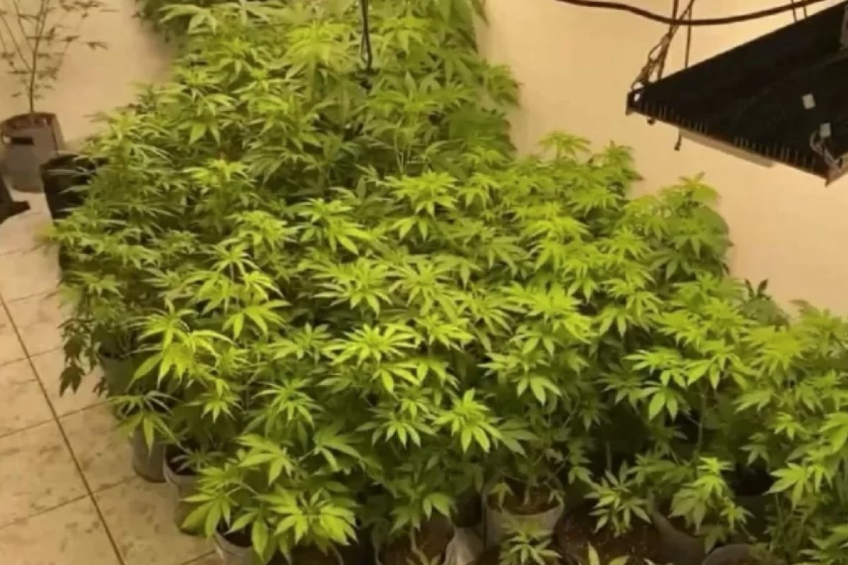 Polícia fecha laboratório de “maconha gourmet” em SP