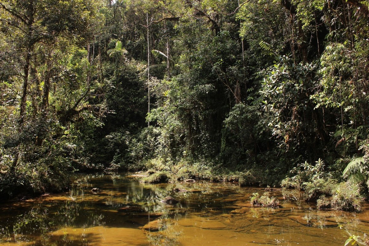 Suíça assina apoio ao Fundo Amazônia e deve liberar R$ 30 milhões