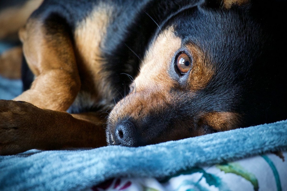 Com aumento do número de divórcios, guarda compartilhada de animais pode virar lei