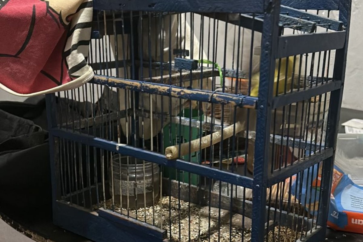 Homem que matou cachorro em Vitória da Conquista é preso