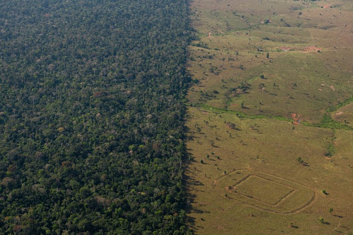 Floresta Amazônica abriga milhares de obras pré-colombianas