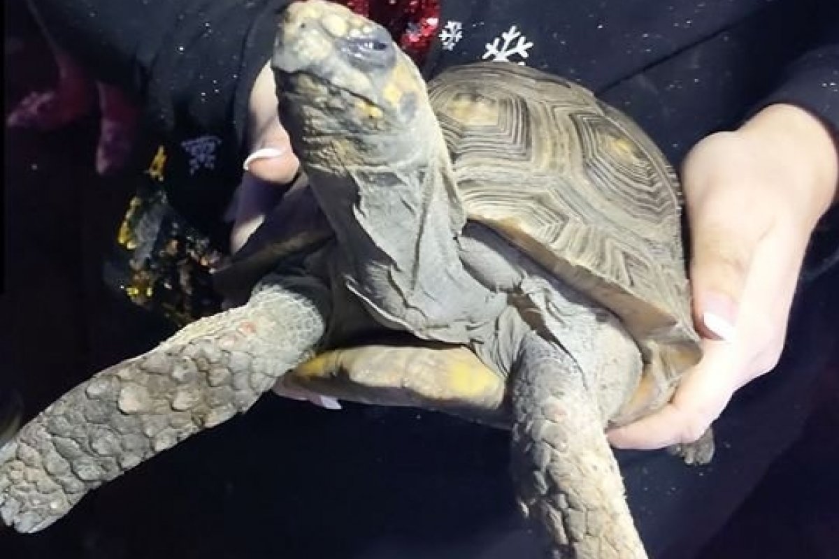 Jabuti "zangado" coloca fogo em casa e é resgatado após incêndio