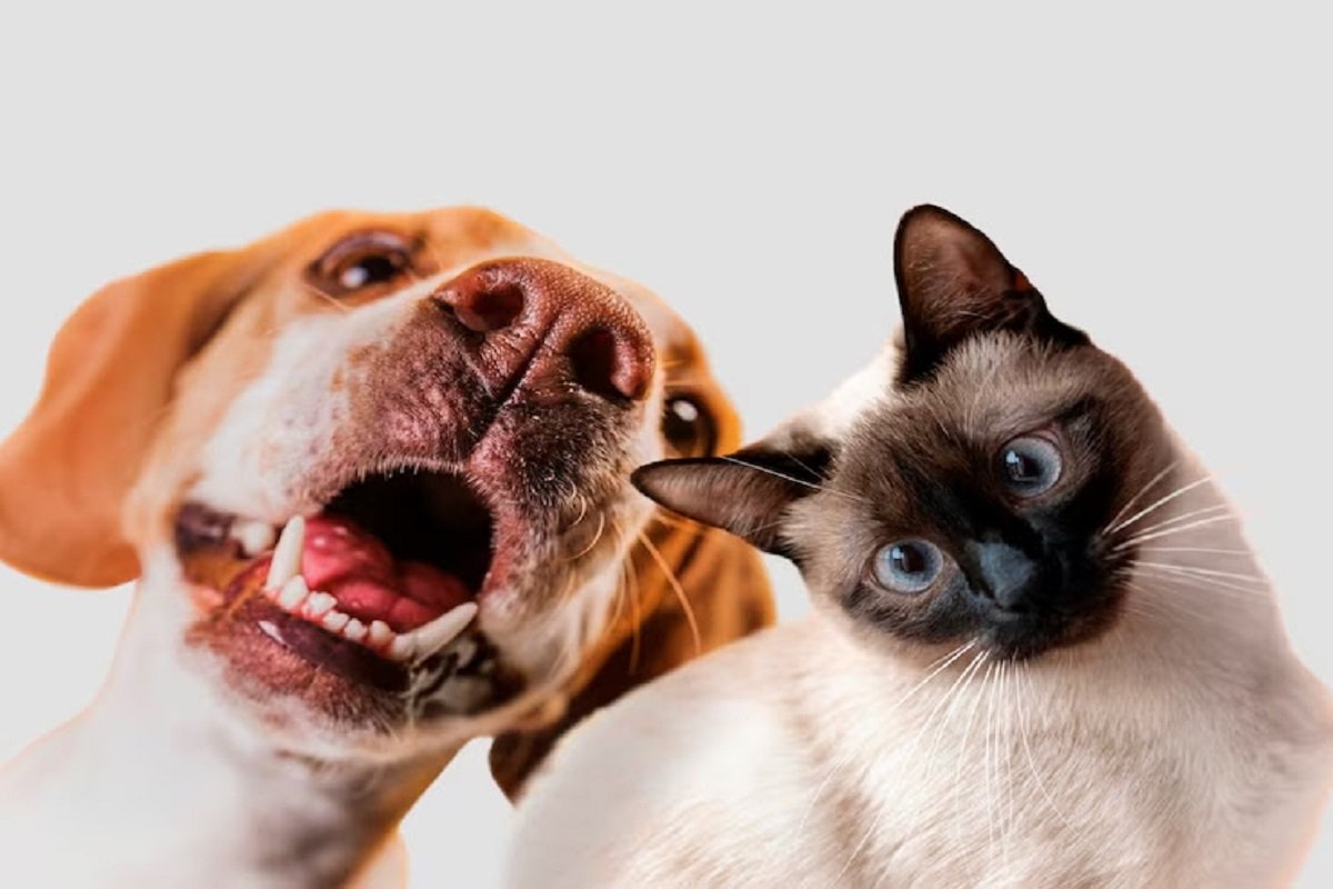 Outubro Rosa Pet: clínica oferece atendimento para cadelas e gatas