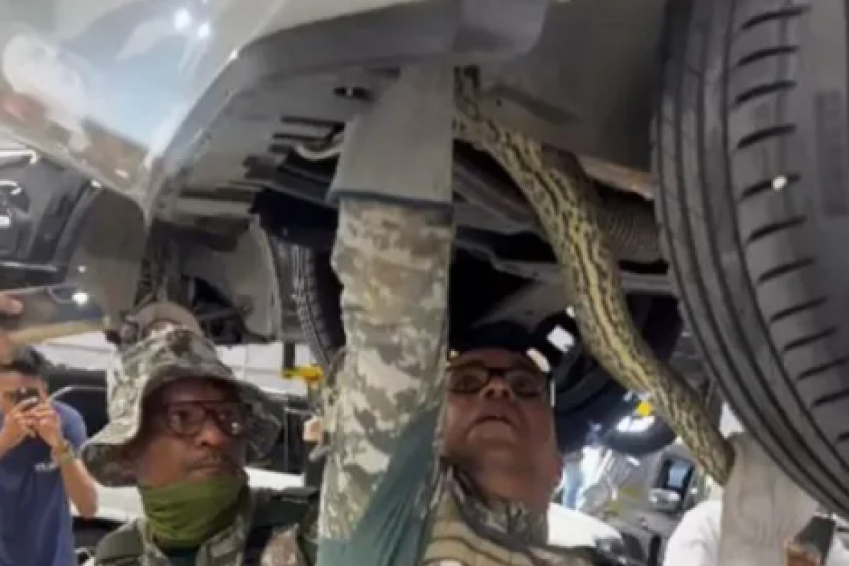 Sucuri de 2 metros é resgatada entre peças de carro em Salvador