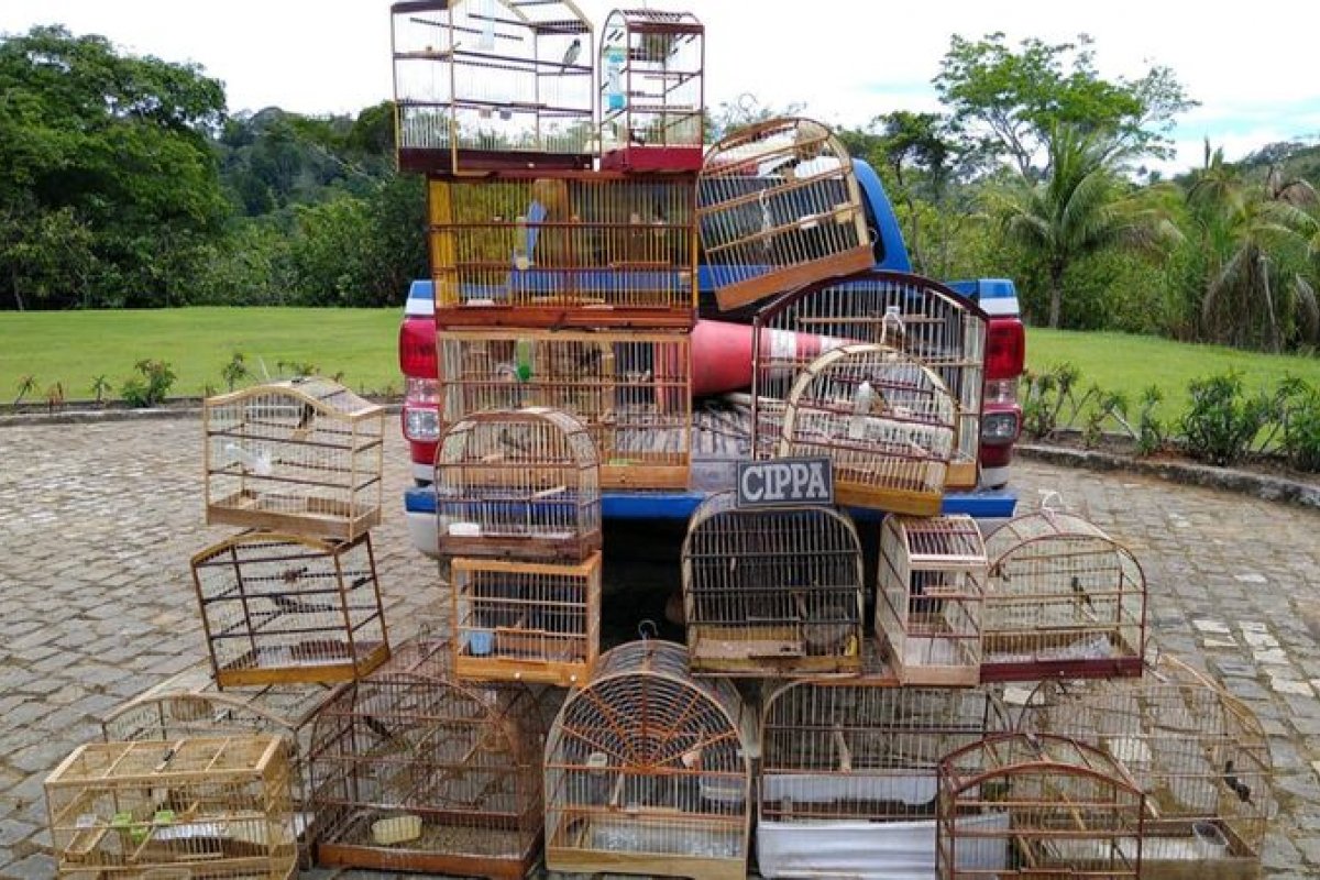 Polícia Ambiental resgata pássaros em Ilhéus