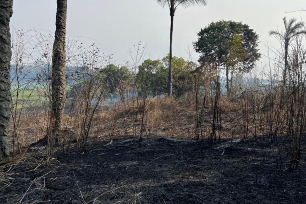 Dois homens são presos por queimada ilegal no Amazonas