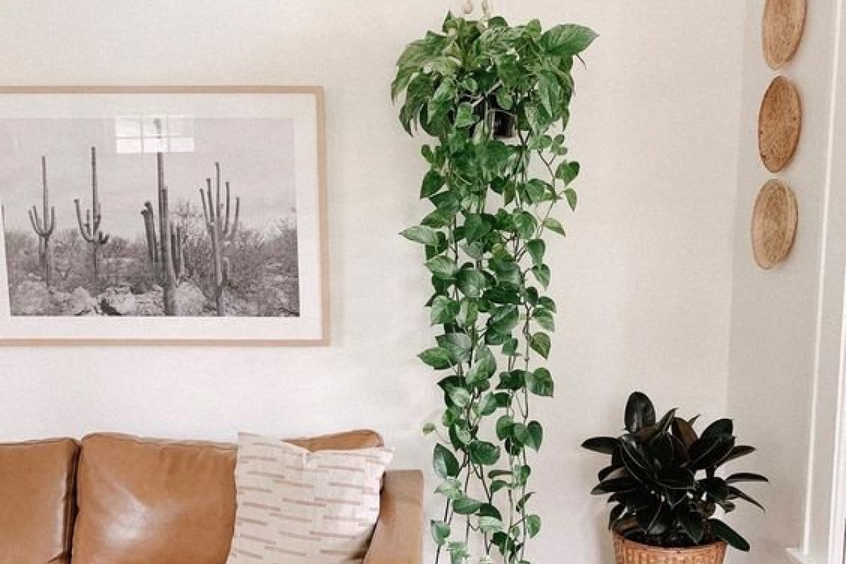 Saiba quais espécies de plantas são ideais para o seu apartamento!