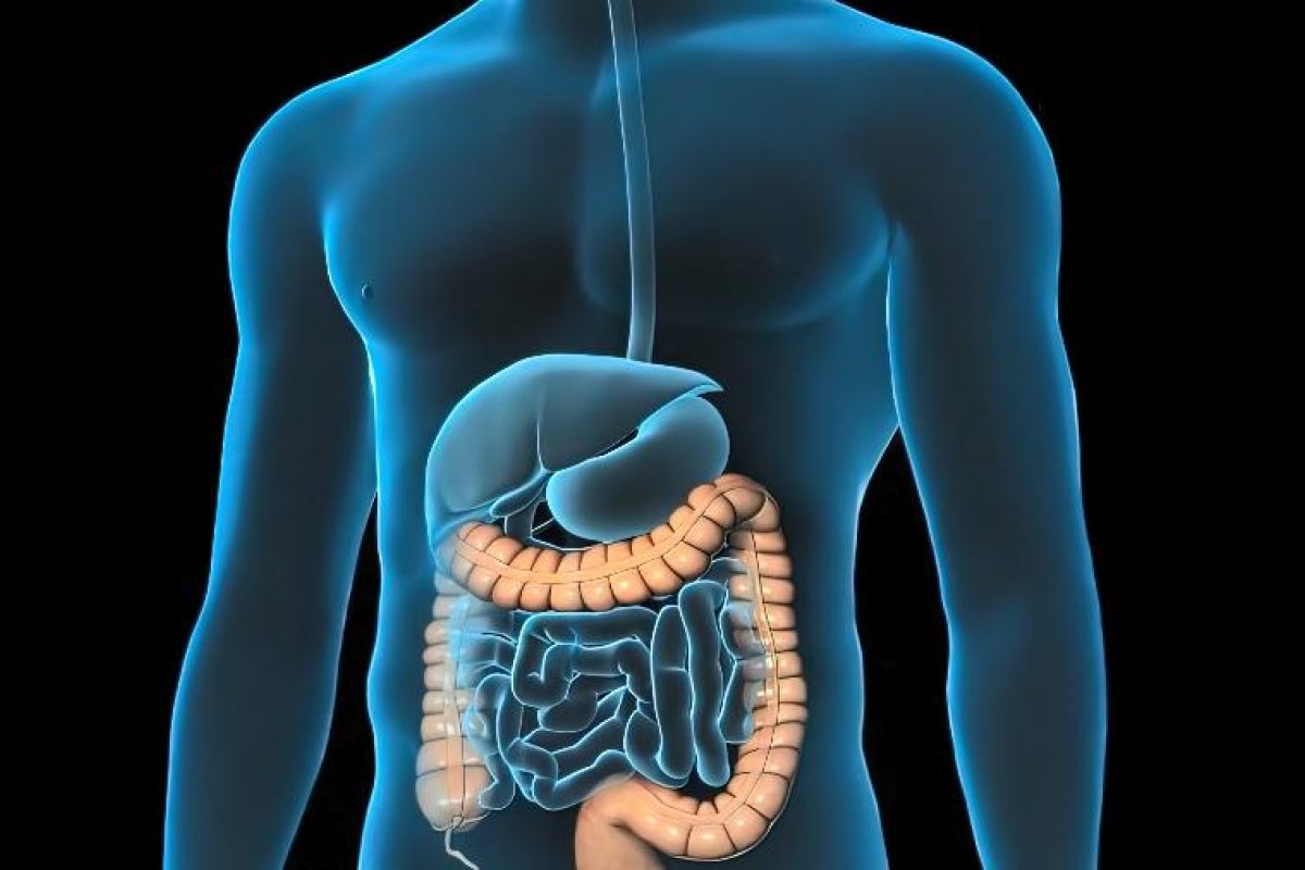 Estudo revela que microbiota intestinal pode influenciar no câncer colorretal