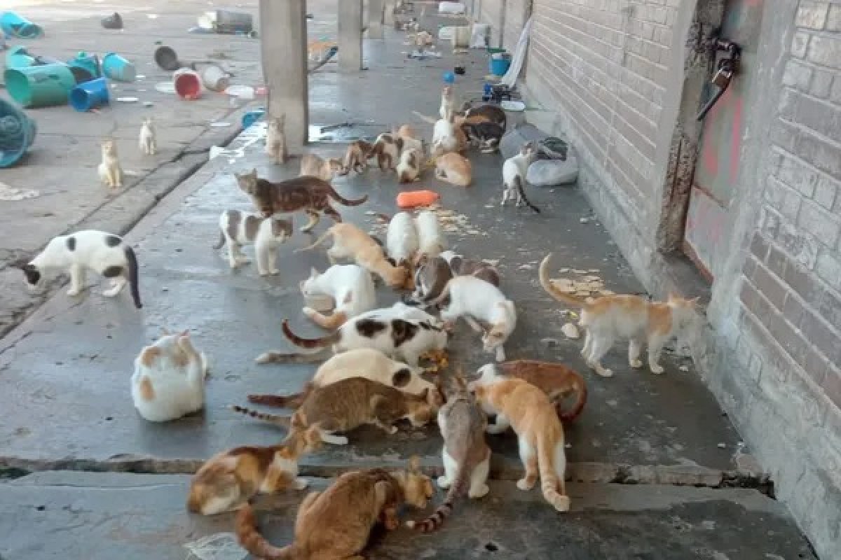 Cerca de 100 gatos vivem em pavilhão desativado de penitenciária em Salvador