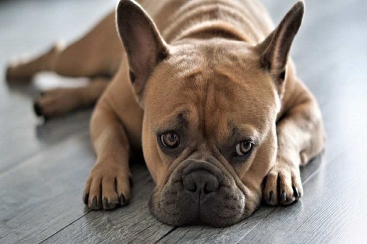 Cerca de 30 cães morrem com cinomose na Chapada Diamantina