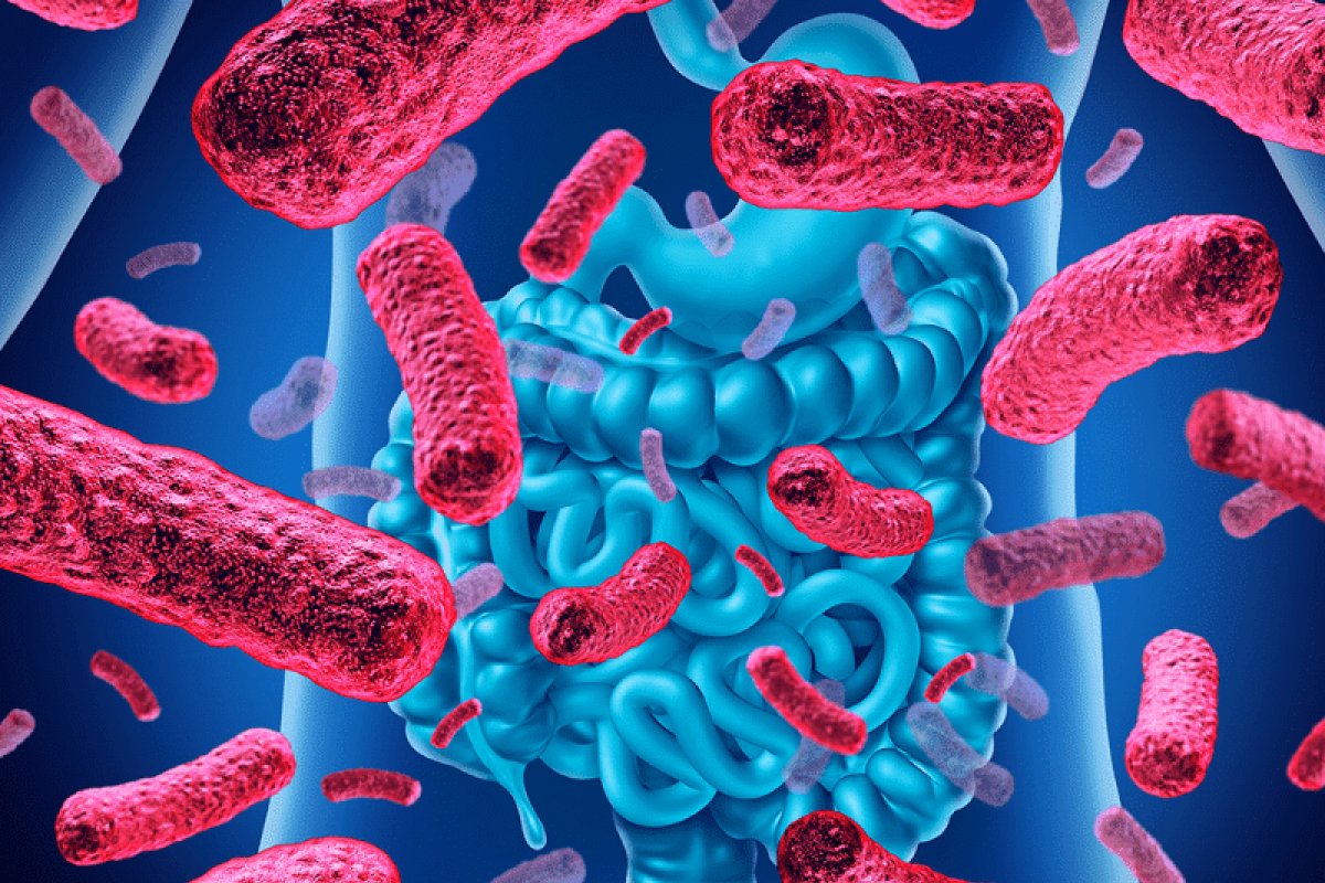 Pesquisa revela influência de bactérias e fungos intestinais na doença de Alzheimer