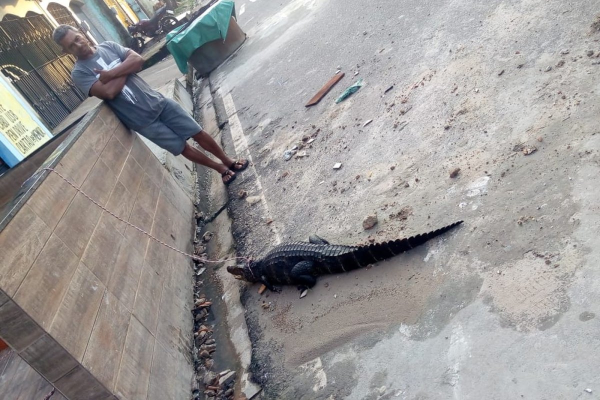 Jacaré é encontrado em uma rua e amarrado com uma coleira