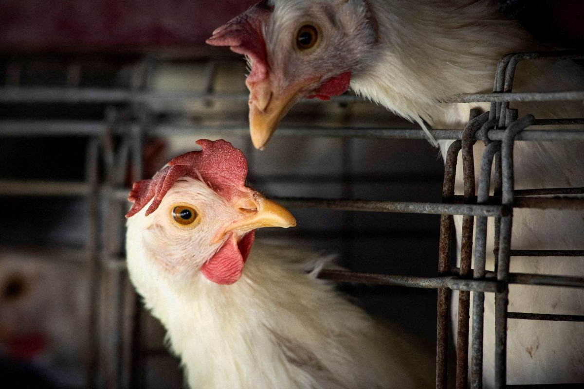 Ministério da Agricultura confirma mais um caso de gripe aviária