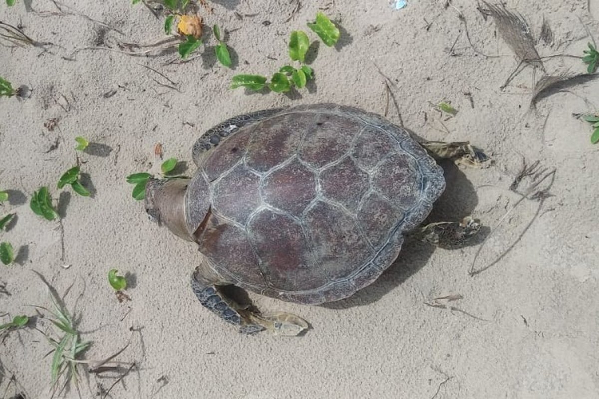 Tartaruga juvenil é achada morta no sul Bahia totalizando 167 casos na região