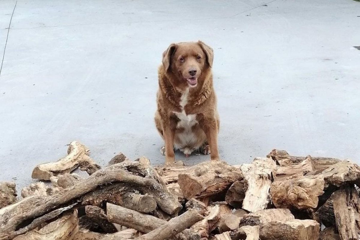 Morre cachorro mais velho do mundo com mais de 30 anos